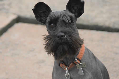 esta es mi perrita adorad la amo! esta es mi perrita adorad la amo!